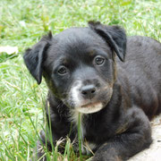 Cactus adopté en Suisse