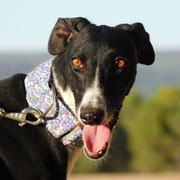 Bewis adopté dans les Landes