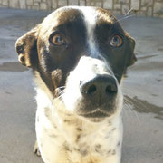 Jade adoptée dans le Var