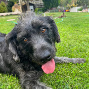 Bruno adopté dans le Nord