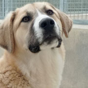 Oso adopté en Isère