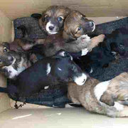 Portée de 6 chiots abandonnée devant le refuge dans un carton