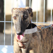 Galleta adopté en Meurthe-et-Moselle