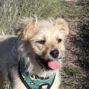 Bingo adoptée dans les Côtes d'Armor