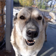 Harry adopté en Moselle