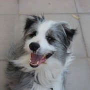 Suro adopté dans la Sarthe