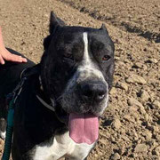 Sultan adopté dans la Vienne