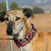 Peque adopté dans le Bas-Rhin