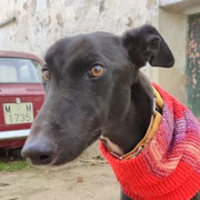 Tinta adoptée dans l'Ain