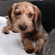 Spree adopté en Gironde