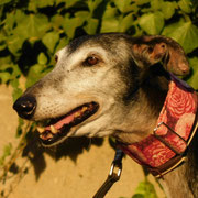 Nena adopté en Corrèze