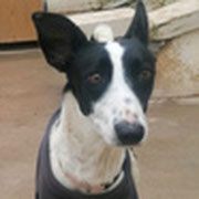 Mandy adoptée dans l'Oise