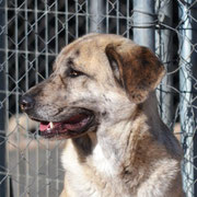 Lola adoptée en Dordogne