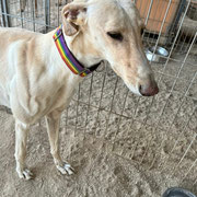 Verbena adoptée dans le Tarn-et-Garonne