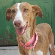 Shisi adoptée en Espagne