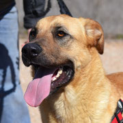 Avellana adoptée en Espagne