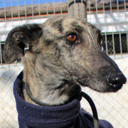 Dalas adopté en Haute-Marne