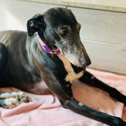 Princesa adoptée dans l'Hérault