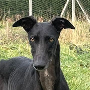 Berta adoptée en Dordogne