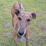 Mara adoptée dans le Var