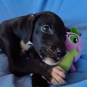 Iona adoptée en Seine-Maritime