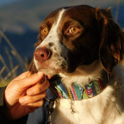 Keops adopté dans les Alpes-Maritimes