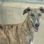 Gala adoptée en Loire-Atlantique