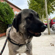 Megan adoptée en Charente-Maritime