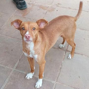 Olivo adopté en Espagne