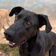 Lauca adoptée en Espagne