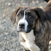 Saltarina adoptée dans les Bouches-du-Rhône