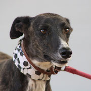 Jhonson adopté dans les Pyrénées-Atlantiques