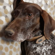 Tula adoptée dans le Tarn-et-Garonne