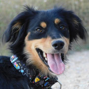 Bolt adopté en Dordogne