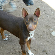 COYOTE parrainé par CELIA et VERONIQUE