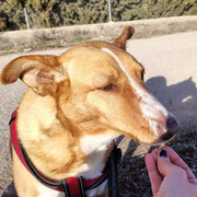 Juanita adoptée en Dordogne