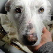Levi adoptée dans le Val-d'Oise