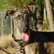 Griselda adoptée dans le Pas-de-Calais