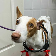 Ave adoptée en Haute-Garonne