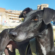 Sultan adopté en Charente-Maritime