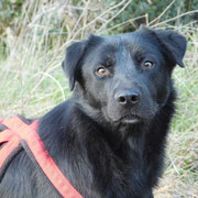 Capone adopté en Haute-Garonne
