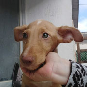 Guido adopté en Loire-Atlantique