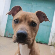 Dante adopté en Charentes-Maritimes