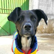 Melo adopté en Haute-Garonne