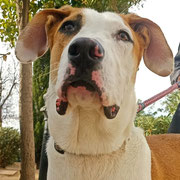 Marcel adopté en Corrèze