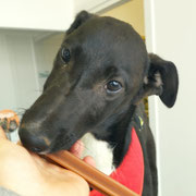 Leia adoptée en Espagne