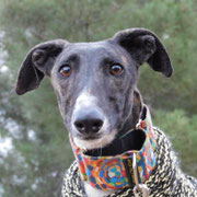 Terre adoptée en Espagne