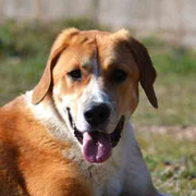 Betty adoptée dans le Pas-de-Calais