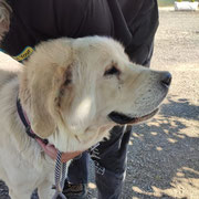 Rober adopté en Vendée