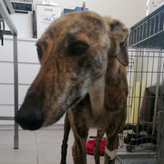 David adopté dans les Pyrénées-Atlantiques